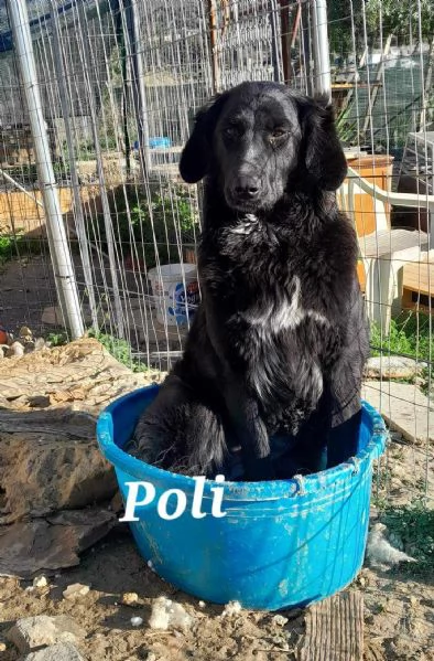 buona poli in regalo in tutta italia