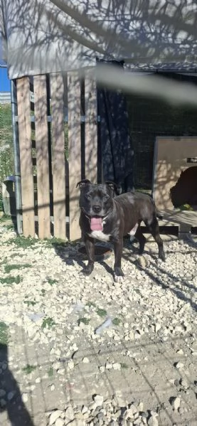 dolce roy in regalo | Foto 2