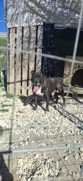 dolce roy in regalo | Foto 1