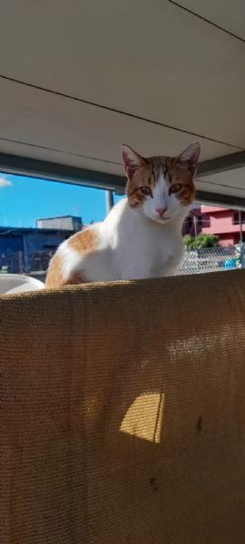 dolcissimo pepe in regalo | Foto 3