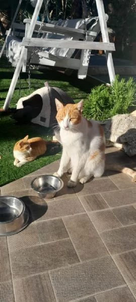 dolcissimo pepe in regalo | Foto 2