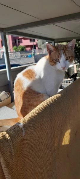 dolcissimo pepe in regalo