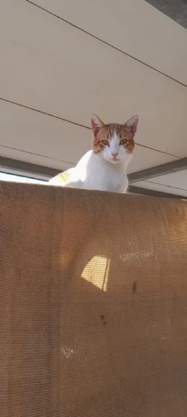 dolcissimo pepe in regalo | Foto 1