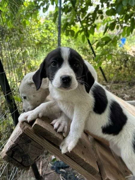 STUPENDI CUCCIOLI IN REGALO | Foto 3