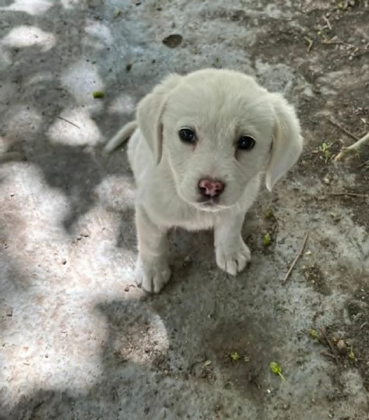 STUPENDI CUCCIOLI IN REGALO | Foto 2