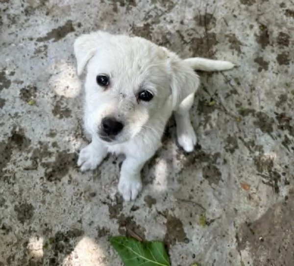 STUPENDI CUCCIOLI IN REGALO | Foto 1
