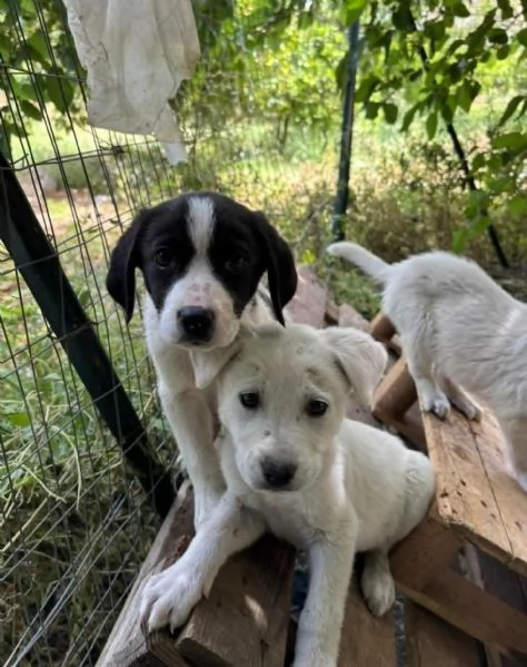 STUPENDI CUCCIOLI IN REGALO | Foto 0
