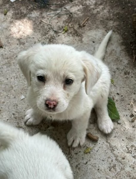 STUPENDI CUCCIOLI IN REGALO