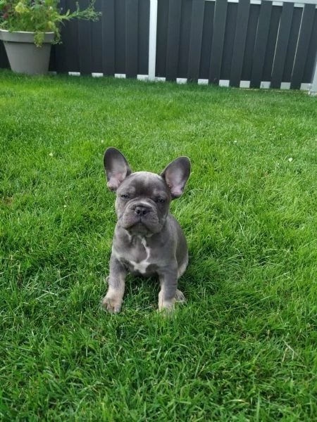  meraviglioso cuccioli di bouledogue francese