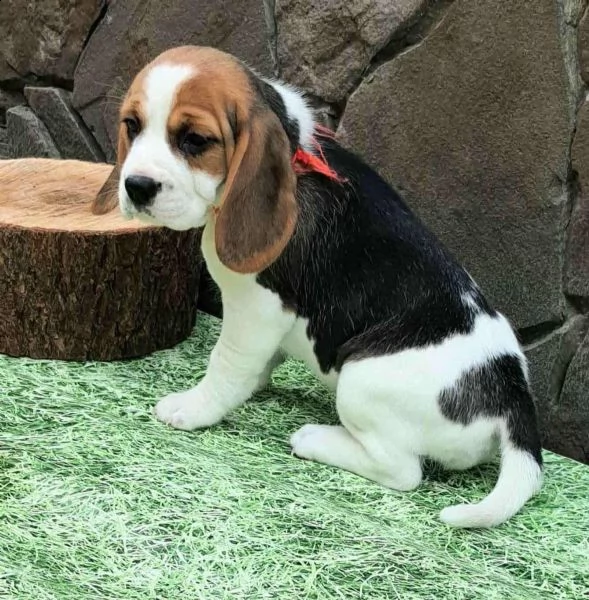 bellissimi cuccioli di beagle