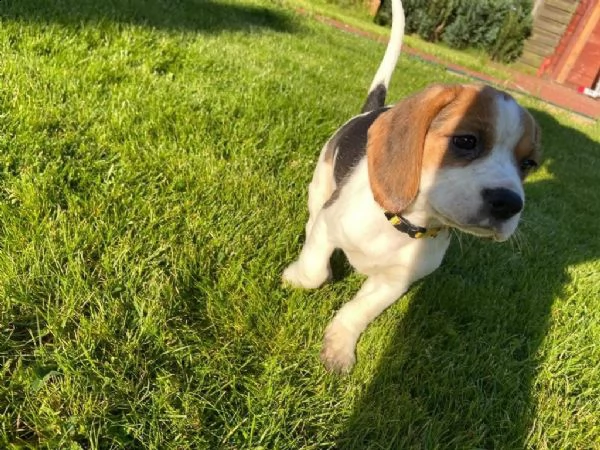 bellissimi cuccioli di beagle | Foto 8