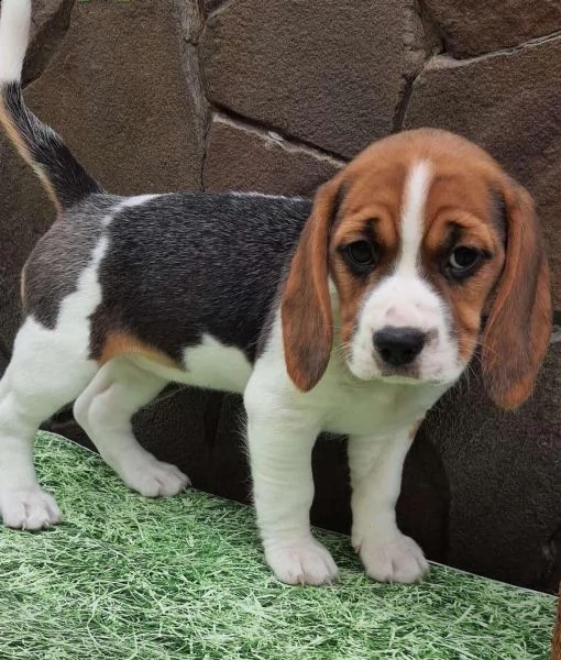 bellissimi cuccioli di beagle | Foto 6