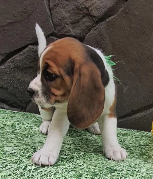 bellissimi cuccioli di beagle | Foto 5