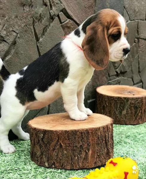 bellissimi cuccioli di beagle | Foto 4