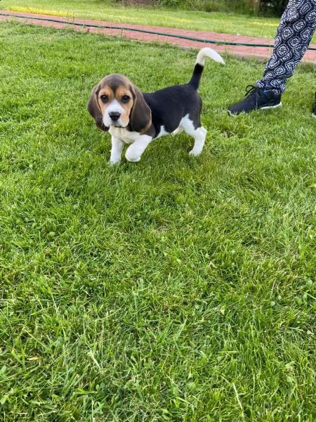 bellissimi cuccioli di beagle | Foto 3