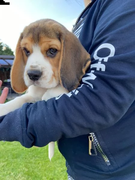 bellissimi cuccioli di beagle | Foto 2