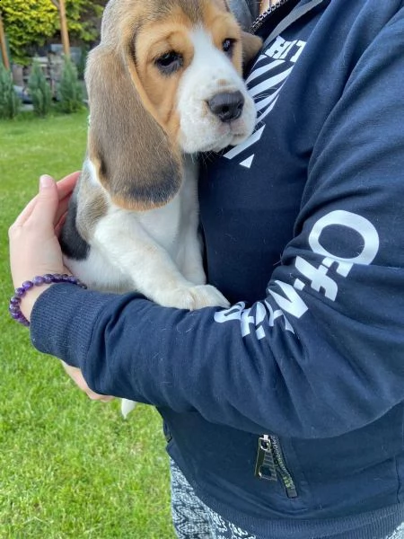 bellissimi cuccioli di beagle | Foto 1