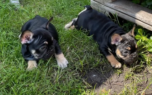 bouledogue francese cuccioli disponibili | Foto 4