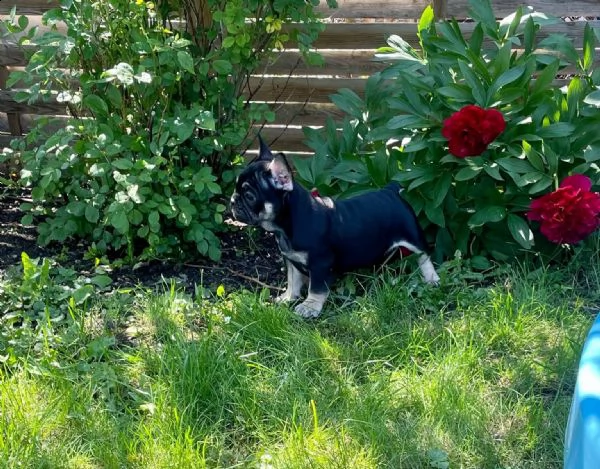 bouledogue francese cuccioli disponibili | Foto 3