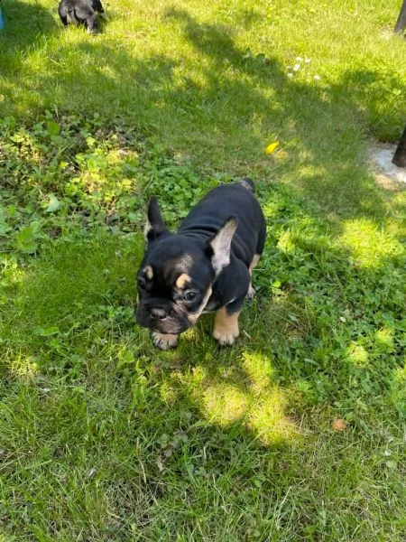bouledogue francese cuccioli disponibili | Foto 2