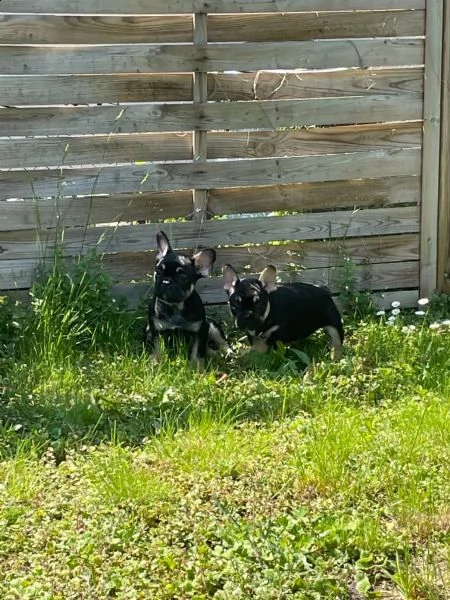 bouledogue francese cuccioli disponibili | Foto 1
