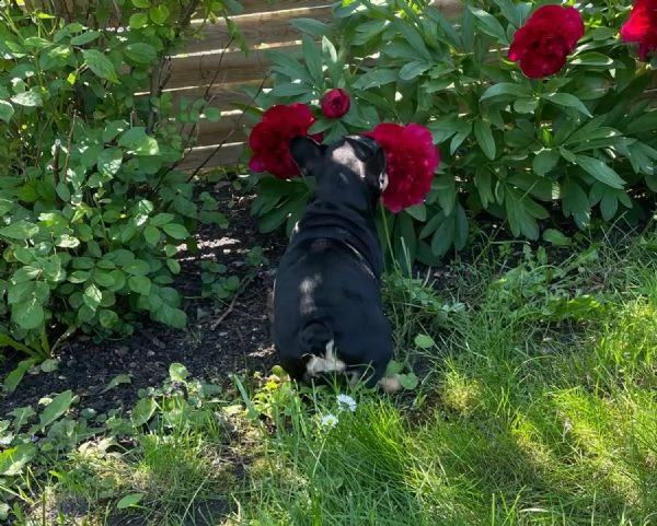 bouledogue francese cuccioli disponibili