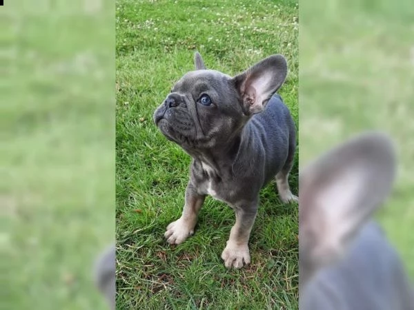 bellissimi cuccioli di bouledogue francese | Foto 2