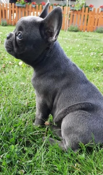 bellissimi cuccioli di bouledogue francese | Foto 1