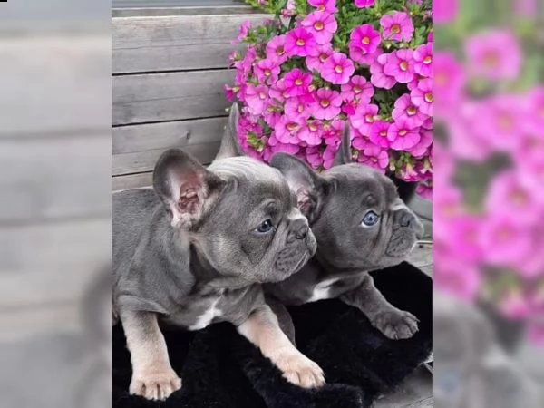 bellissimi cuccioli di bouledogue francese | Foto 0