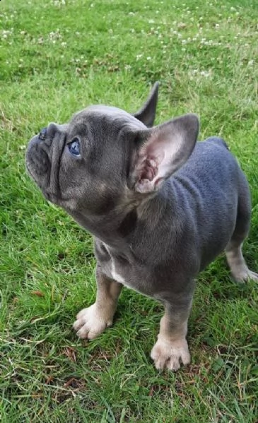 bellissimi cuccioli di bouledogue francese