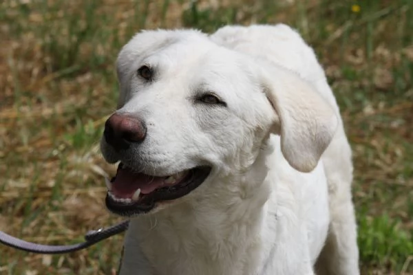 Beeks in  adozione | Foto 3