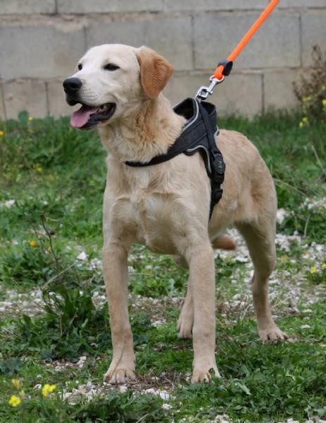 Goran in adozione | Foto 3