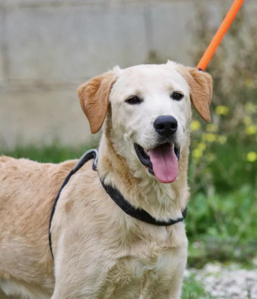 Goran in adozione | Foto 2