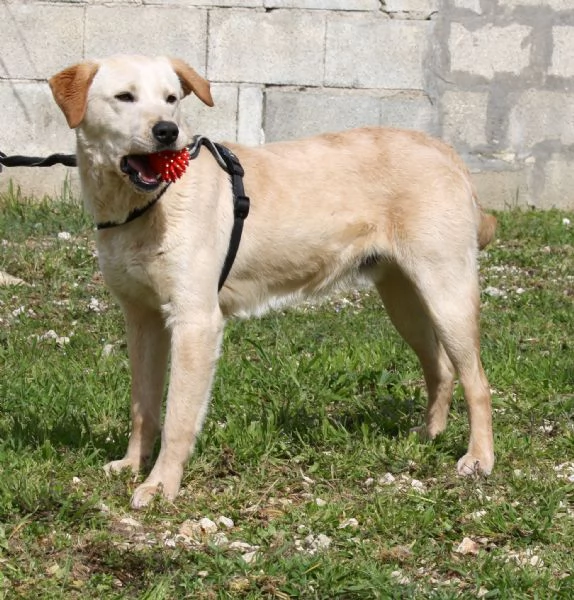 Goran in adozione | Foto 1