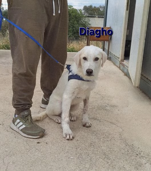 Diagho in adozione  | Foto 1
