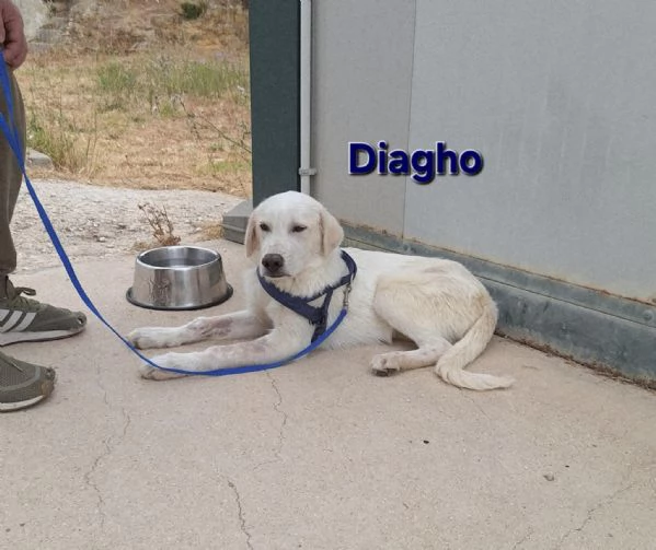 Diagho in adozione  | Foto 0