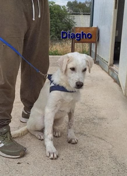 Diagho in adozione 
