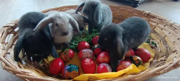 REGALO CONIGLI NANI BELLISSIMI | Foto 4