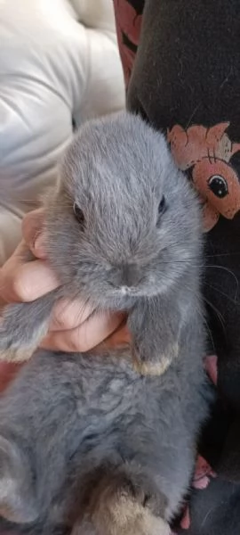 REGALO CONIGLI NANI BELLISSIMI | Foto 3