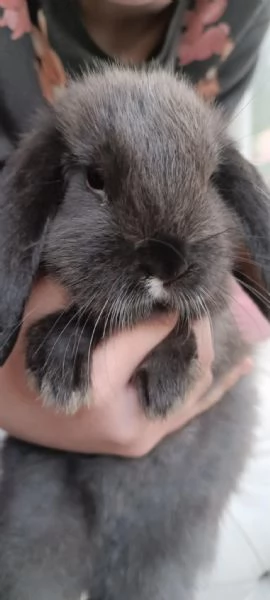 REGALO CONIGLI NANI BELLISSIMI | Foto 2