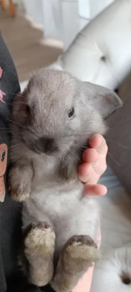 REGALO CONIGLI NANI BELLISSIMI | Foto 1