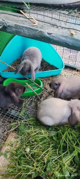 REGALO CONIGLI NANI BELLISSIMI | Foto 0