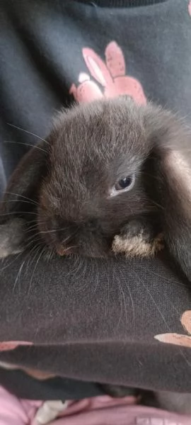 REGALO CONIGLI NANI BELLISSIMI