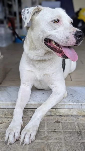 Pimpa lo stallo sta per finire merita una possibilità  | Foto 4