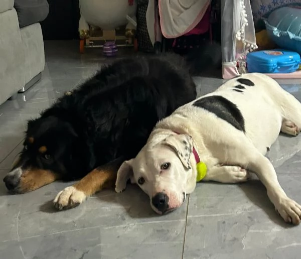 Pimpa lo stallo sta per finire merita una possibilità  | Foto 2