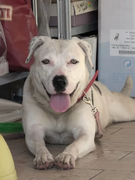 Pimpa lo stallo sta per finire merita una possibilità  | Foto 1