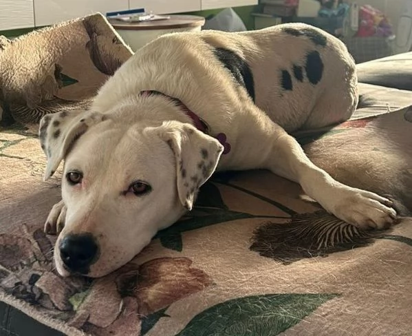 Pimpa lo stallo sta per finire merita una possibilità 