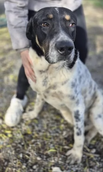 Oliver, molto dolce, ubbidiente e coccolone  | Foto 6