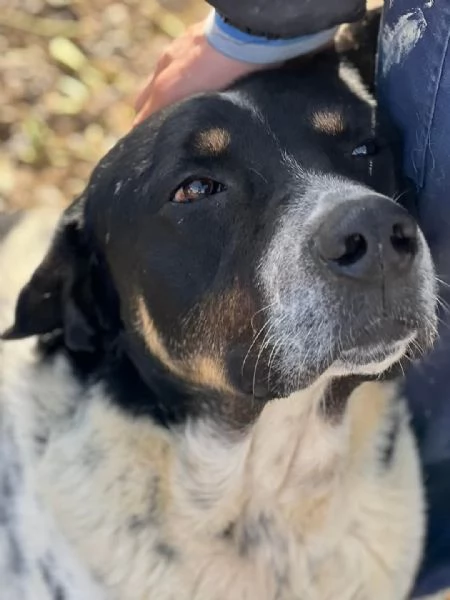 Oliver, molto dolce, ubbidiente e coccolone 