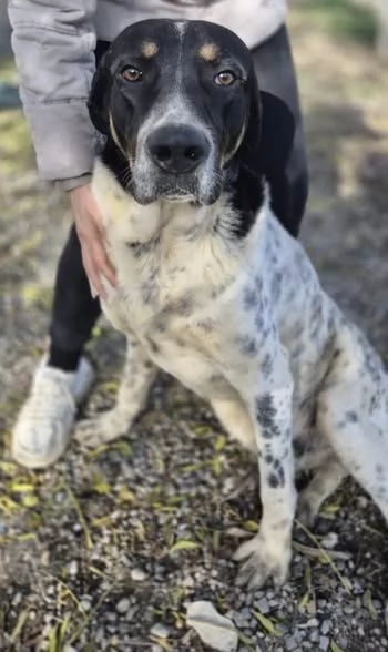 Oliver, molto dolce, ubbidiente e coccolone  | Foto 5